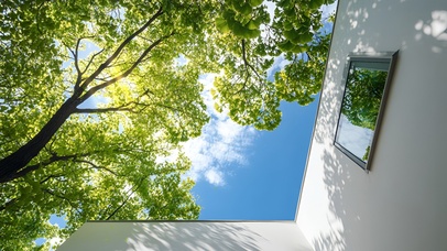 绿枝下的光影白墙