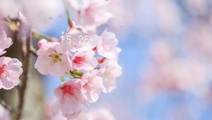 唯美落叶樱花