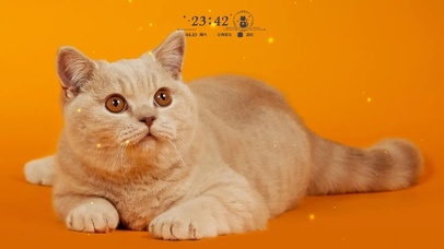 呆萌猫3（含真实时间）