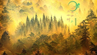 4K护眼治愈舒适森林