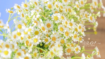 治愈唯美清新小雏菊