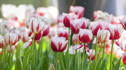 4K 唯美治愈清新郁金香花开