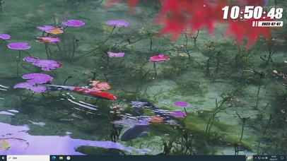 池下锦鲤 金鱼 池塘 暴富锦鲤