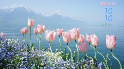 海边郁金香太美好 