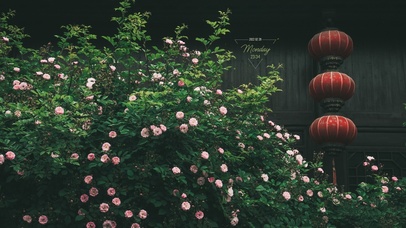 4K唯美治愈清新蔷薇