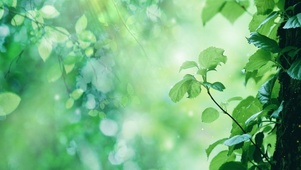 唯美治愈森林荧光绿植