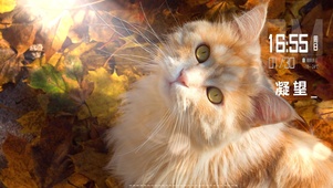 橘猫的凝望