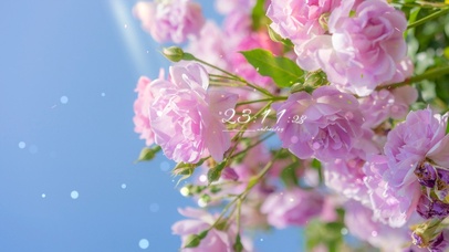 4k 治愈唯美粉色鲜花飘落