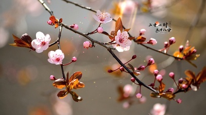 唯美古风梅花开