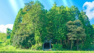 治愈森林