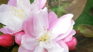 樱花三月