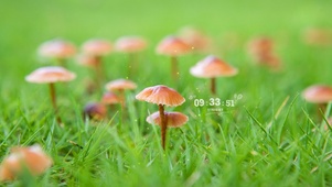 雨天小蘑菇