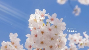 4K唯美治愈护眼纯白花朵