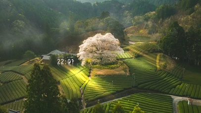 4K唯美治愈日系绿色田野樱花