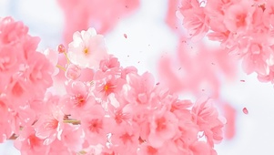 唯见樱花