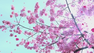 蓝天樱花飘落