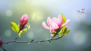 雨中雨兰花