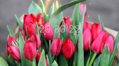 简约清新郁金香壁纸