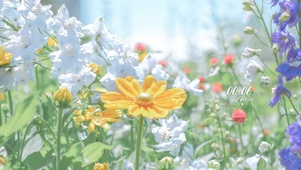 4K 花朵绽放
