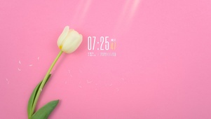 4k高清治愈郁金香