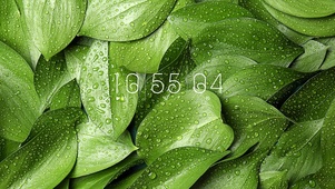 简约系护眼绿植壁纸