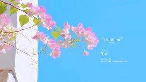 4k小清新三角梅