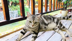 慵懒的猫咪