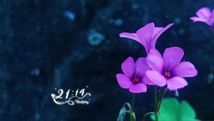 傍晚荧光花儿