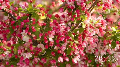 苹果树开花