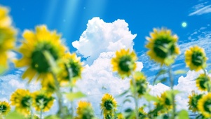 向阳花