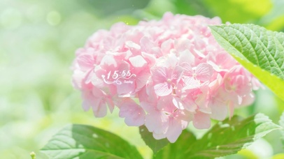 4K唯美治愈清新粉色花朵