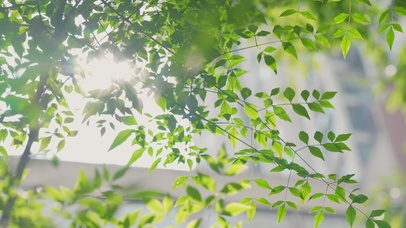 阳光照耀的树叶