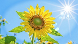 护眼蓝天下向日葵