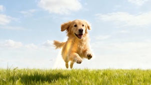 欢乐奔跑的大金毛