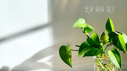 4k阳光绿植桌面