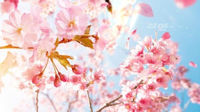 4k 治愈清新阳光落花