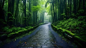 雨中林间小路