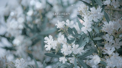 唯美清新茉莉花盛开