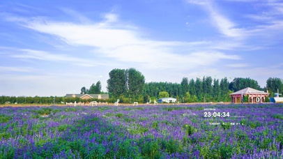 4K 唯美治愈薰衣草花海