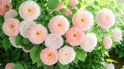 4k延时盛开的蔷薇花