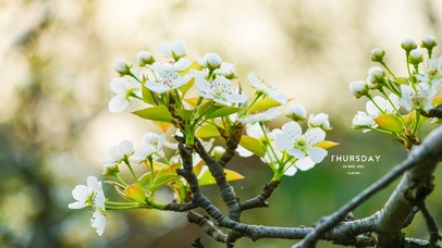 治愈系梨花