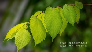 清新唯美学姐