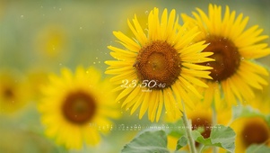 夏日向日葵