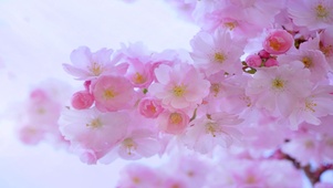 唯美桃花