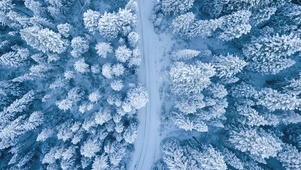 冰雪森林