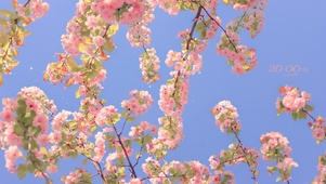 4K 春季粉嫩樱花开