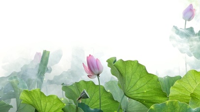 4k高清治愈荷花系列