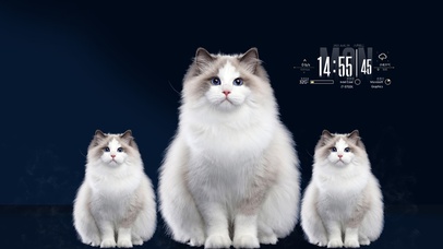 治愈系猫咪一家