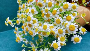 清新小雏菊