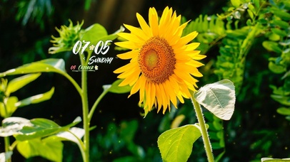 4k高清阳光向日葵系列